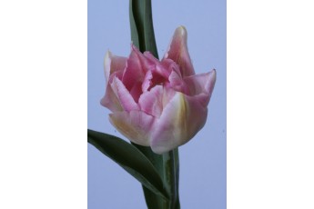PEACH BLOSSOM